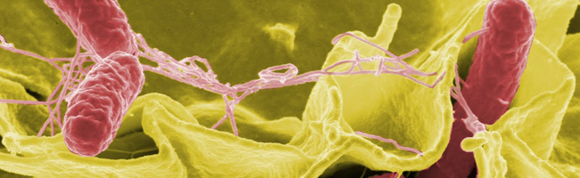 Harmful Antibiotic-Resistant Superbugs Found in Meat