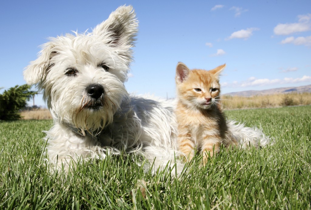 Owning a Pet may Benefit your Health