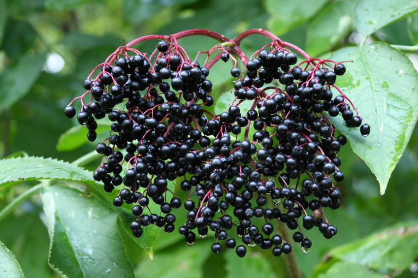 Are Elderberries an Effective Flu Remedy?