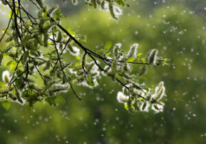 Pollen like snow