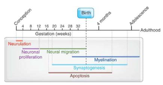 timeline of brain development