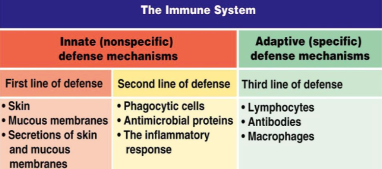 immune system chart