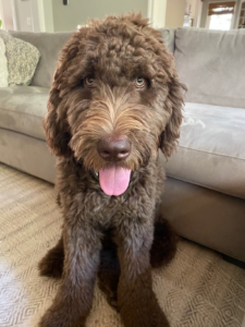 dog sitting on floor in front of a couch