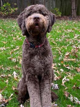 a close up of a dog sitting in a grass yard