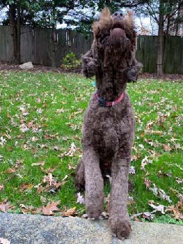 a close up of a dog sitting in a grass yard lookin gup